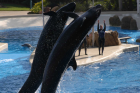 thumbs/seaworld 038.png